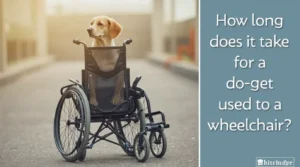 How long does it take for a dog to get used to a wheelchair